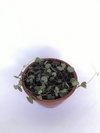 Suculenta Coração Emaranhado - Ceropegia woodii