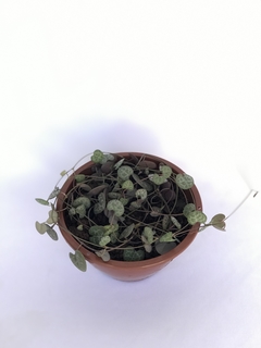 Suculenta Coração Emaranhado - Ceropegia woodii