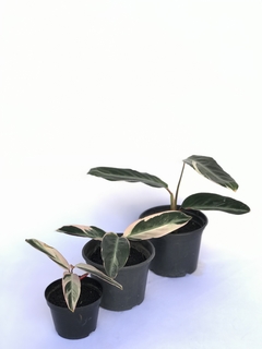 Maranta triostar - Floresta Urbana Store - Floresta Urbana | Venda de plantas para casa e apartamento online
