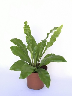 Asplienio crespo - Floresta Urbana Store - comprar online