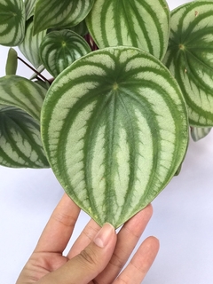 Peperomia melancia - Peperomia argyreia - comprar online