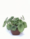 Peperomia melancia - Peperomia argyreia
