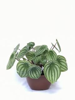 Peperomia melancia - Peperomia argyreia