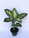 Dieffenbachia seguine - Floresta Urbana Store