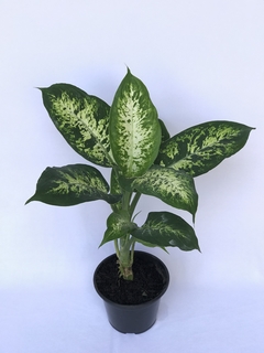 Dieffenbachia seguine - Floresta Urbana Store
