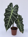 Alocasia Amazônica - Floresta Urbana Store