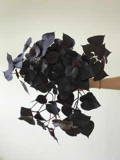 Impomeia roxa - Floresta Urbana Store - comprar online