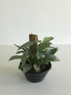 Philodendro hastatum prata - Floresta Urbana Store - comprar online