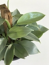 Philodendro hastatum prata - Floresta Urbana Store