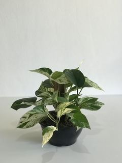 Jiboia branca Epipremnum aureum - Floresta Urbana - comprar online