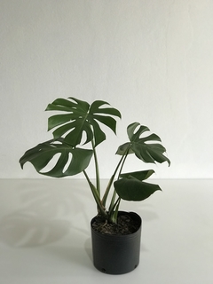 Costela-de-Adão (Monstera deliciosa) - Floresta Urbana Store - comprar online