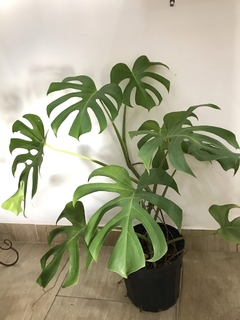 Costela-de-Adão (Monstera deliciosa) - Floresta Urbana Store - Floresta Urbana | Venda de plantas para casa e apartamento online