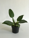 Pacová ( Philodendron martianum) - Floresta Urbana Store