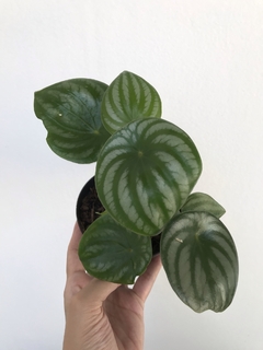 Peperomia melancia - Peperomia argyreia na internet