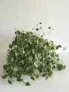 Peperomia scandens - Floresta Urbana Store