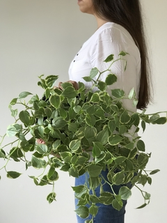 Peperomia scandens - Floresta Urbana Store - comprar online