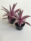 Rhoel (Tradescantia spathacea) - Floresta Urbana Store
