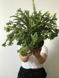 Samambaia Saia Baiana (Nephrolepis sp) - Floresta Urbana Store na internet