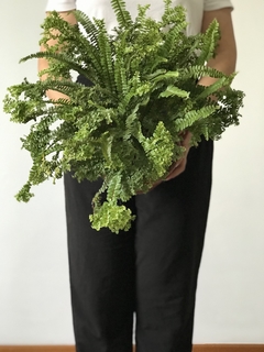 Samambaia Saia Baiana (Nephrolepis sp) - Floresta Urbana Store - comprar online