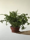 Samambaia Saia Baiana (Nephrolepis sp) - Floresta Urbana Store
