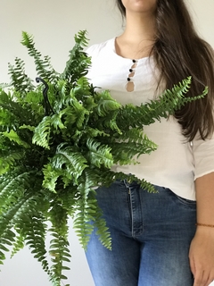 Samambaia Americana (Nephrolepis exaltata) - Floresta Urbana Store - loja online