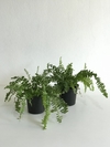 Samambaia Paulista (Nephrolepis pectinata) - Floresta Urbana Store