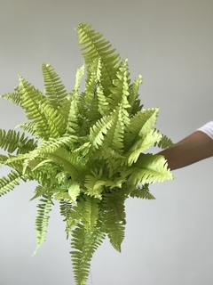 Samambaia Americana (Nephrolepis exaltata) - Floresta Urbana Store - comprar online