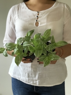 Lambari verde e branco (Tradescantia Fluminensis Variegata) - Floresta Urbana Store - comprar online