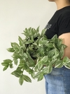 Lambari verde e branco (Tradescantia Fluminensis Variegata) - Floresta Urbana Store