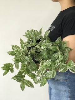 Lambari verde e branco (Tradescantia Fluminensis Variegata) - Floresta Urbana Store