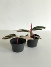 Maranta triostar - Floresta Urbana Store