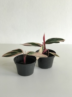 Maranta triostar - Floresta Urbana Store