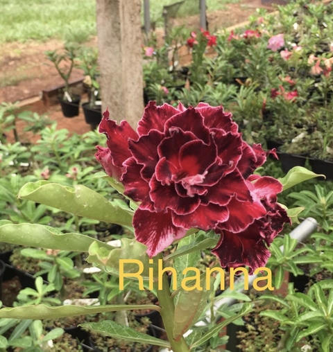 Rosa do deserto Rihanna. Linda flor em tons vinho .