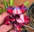 ROSA DO DESERTO KALEIDOSCOPE, flor dupla em tons vinho, lilas e preto. - comprar online