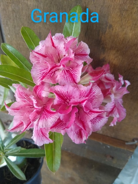 Rosa Do Deserto Granada.