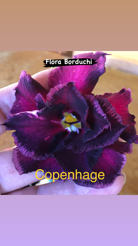 Rosa do deserto Copenhage é uma rosa com pétalas duplas na cor vinho formando toda a beleza!