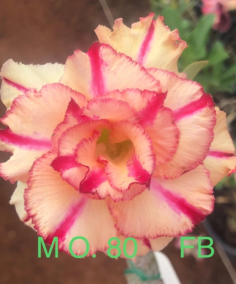 Rosa do deserto MO. 80 é uma rosa tripla em cores rosa escuro , rosa claro e fundo amarelo.