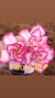 Rosa do Deserto Paola, flor dobrada - comprar online