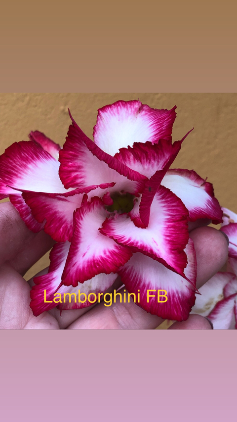 Rosa do deserto Lamborghini é uma flor dupla nas cores vermelho e branca