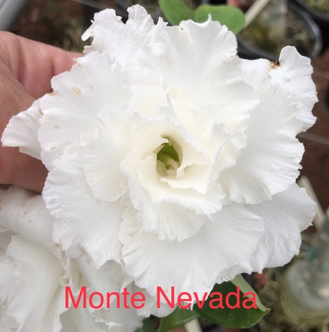 Rosa do Deserto Monte Nevada na cor branca multipétalas.