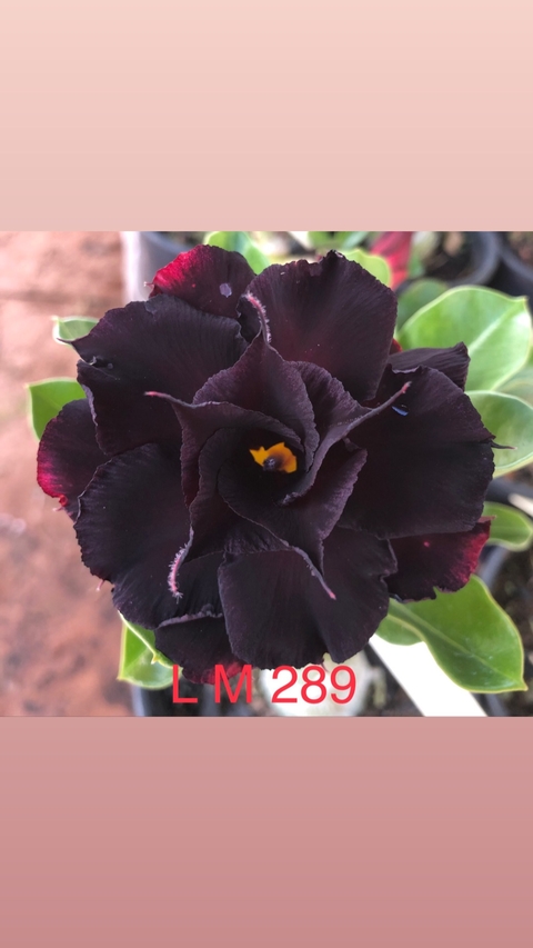 Rosa do deserto LM 289 na cor preta em multipétalas!