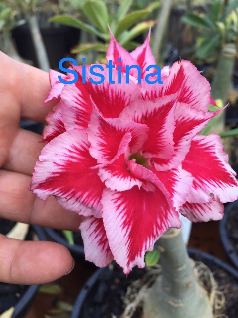 Rosa do deserto Sistina. Linda rosa do deserto rosa com mesclas brancas !