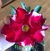 Rosa do Deserto Ravenna é dobrada na cor vermelha com manchas brancas - comprar online