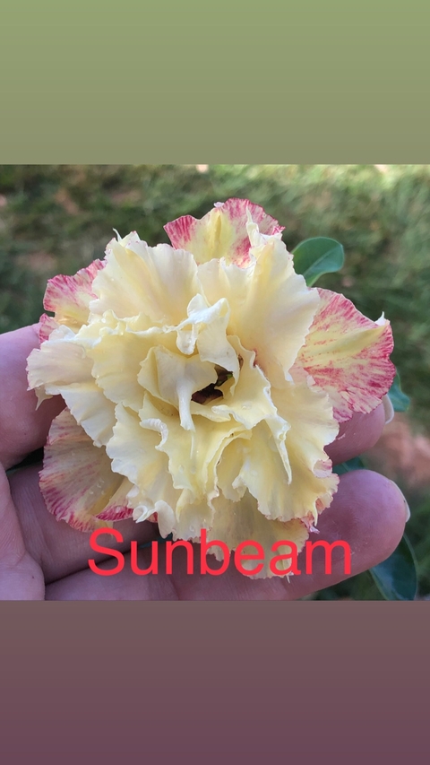 Rosa do Deserto Sunbeam tripla na cor amarela com manchas ferrugem!