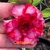 Rosa do Deserto CARTAPESTA, flor tripla, com tons vinho, vermelho e rosa. - comprar online