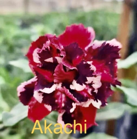 Rosa do deserto Akachi é uma linda rosa tripla com tons vinho , vermelho , branco e preta . - comprar online