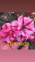 Rosa Do Deserto Granada. - comprar online