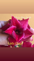 Rosa do deserto Lady Gaga. Rosa do Deserto Lady Gaga é uma rosa dupla em cor vermelho aveludado! Dando a ela uma beleza incrível! - comprar online