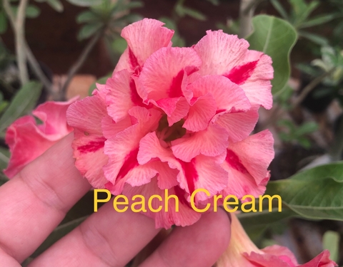 Rosa do Deserto Peach Cream flor dobrada na cor de pêssego com detalhes avermelhada.