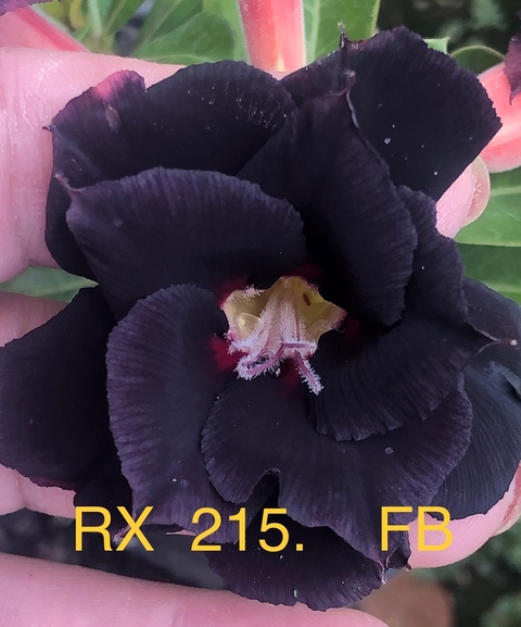 Rosa do deserto RX 215 é uma linda rosa negra .